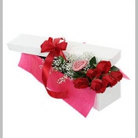 6 holland red rose box