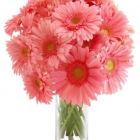 PINK GERBERA DAISIES